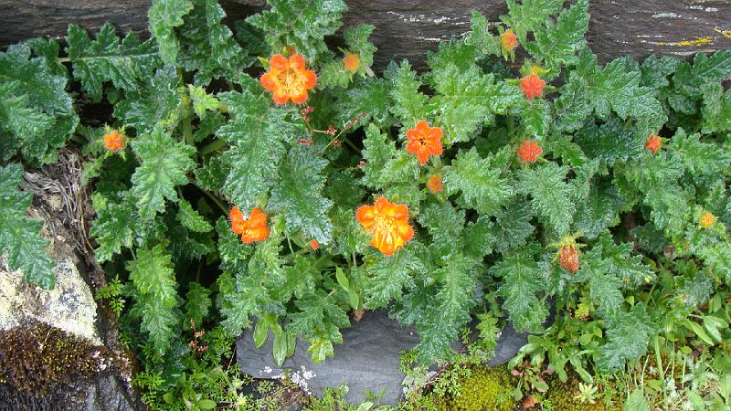 Illampu Trek Steves (39).JPG